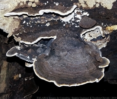 Coriolopsis caperata