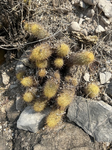 Mammillaria elongata