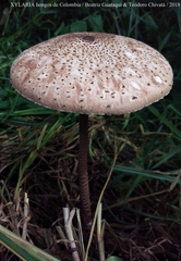 Macrolepiota colombiana