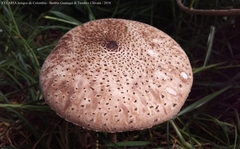 Macrolepiota colombiana