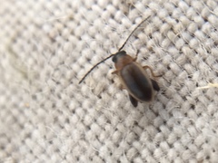 Longitarsus dorsalis