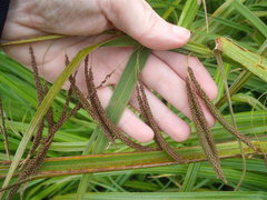 Carex geminata