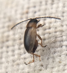 Longitarsus dorsalis