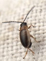 Longitarsus dorsalis