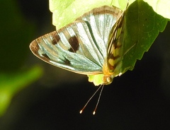 Dynamine postverta mexicana