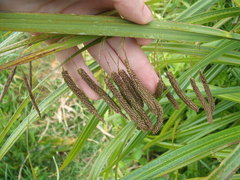 Carex geminata