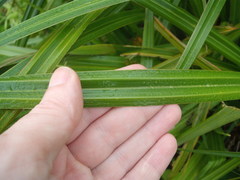 Carex geminata