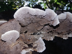 Coriolopsis caperata