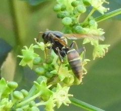 Polistes pacificus