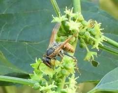 Polistes pacificus