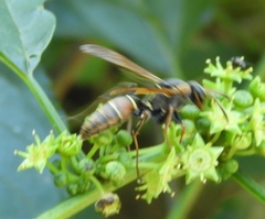 Polistes pacificus