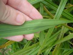 Carex geminata