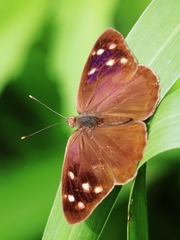 Eunica monima modesta