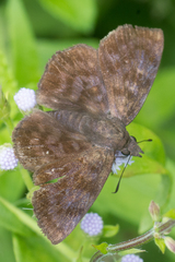 Pellicia arina
