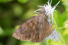 Pellicia arina