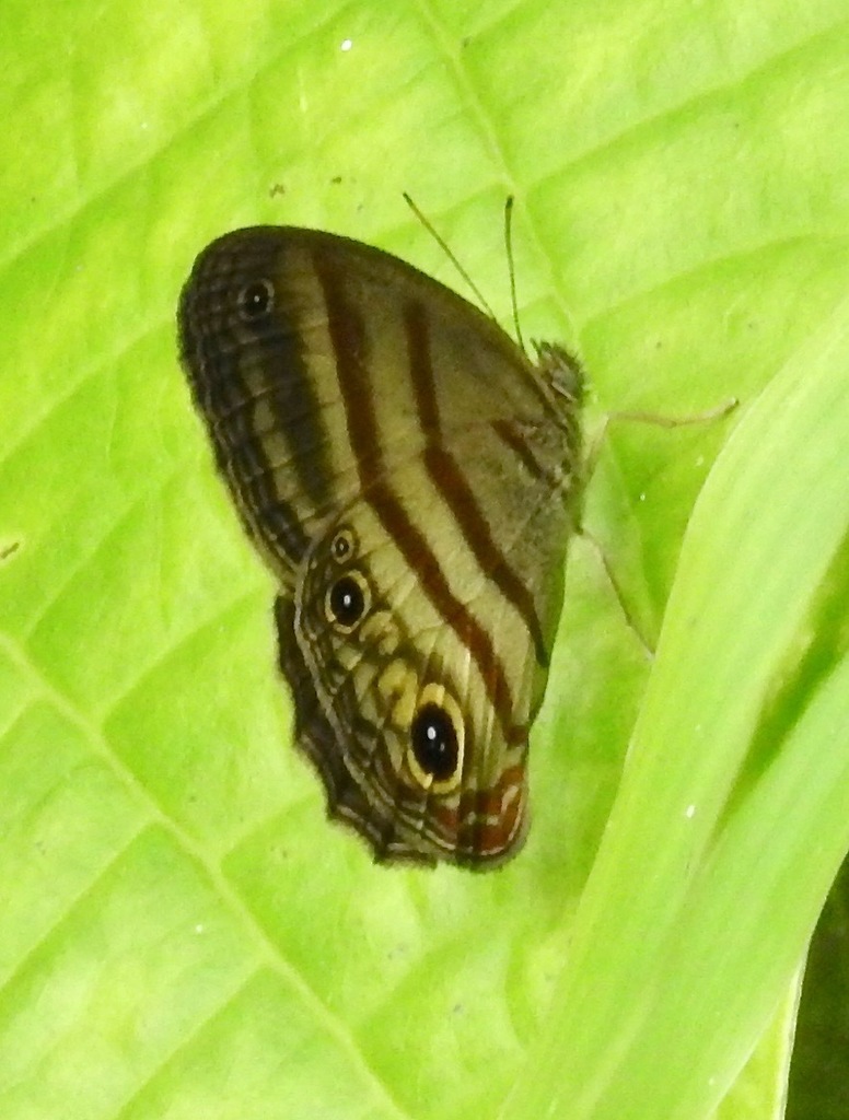 Modestia drymo