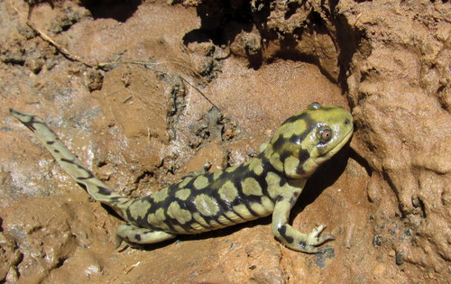 Western Tiger Salamander