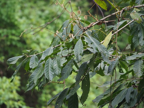 Lithocarpus kawakamii (Lithocarpus kawakamii)