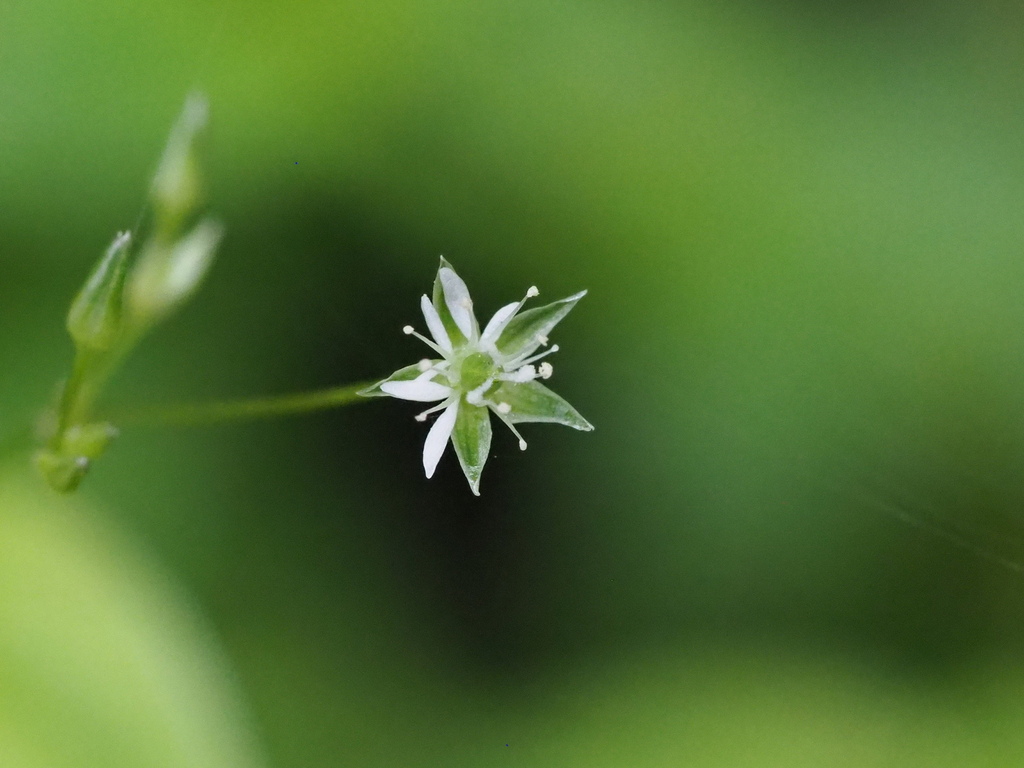 Stellaria reticulivena