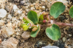 Euphorbia serpens