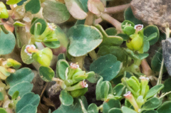 Euphorbia serpens