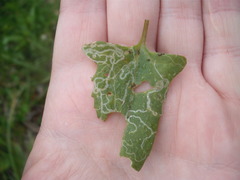 Liriomyza chenopodii
