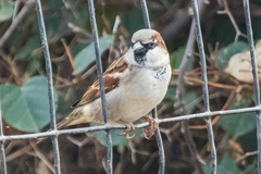 Passer domesticus