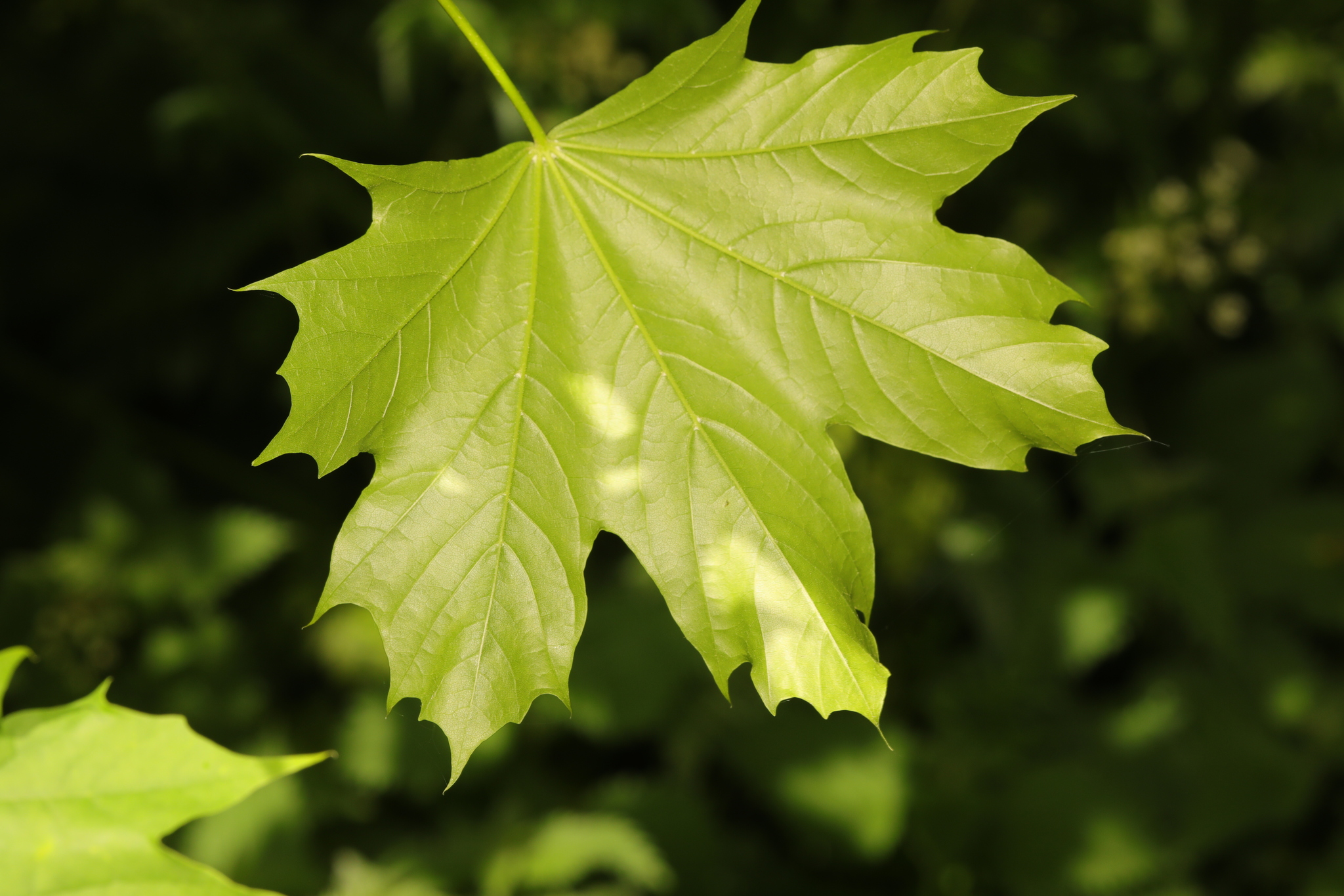 Acer platanoides — photo 2