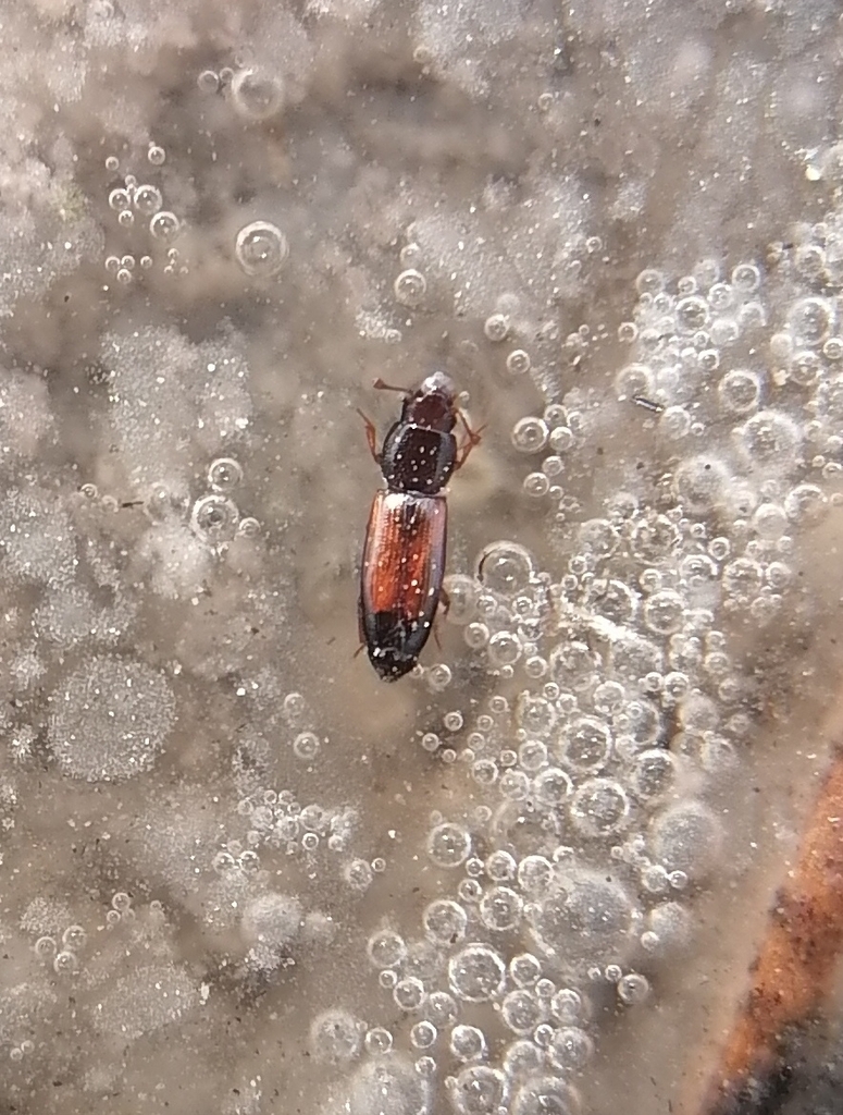 Rhizophagus fenestralis