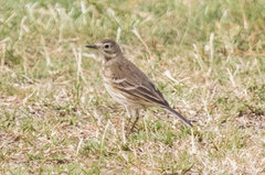 Anthus rubescens