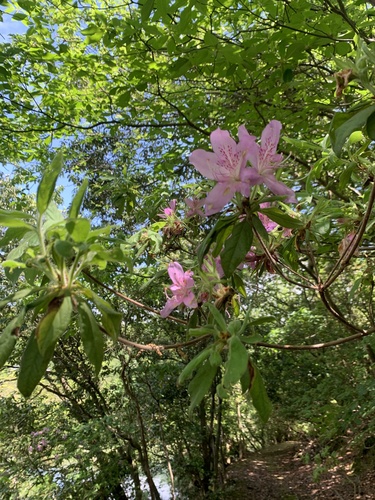 Rhododendron stenopetalum, photograph 5