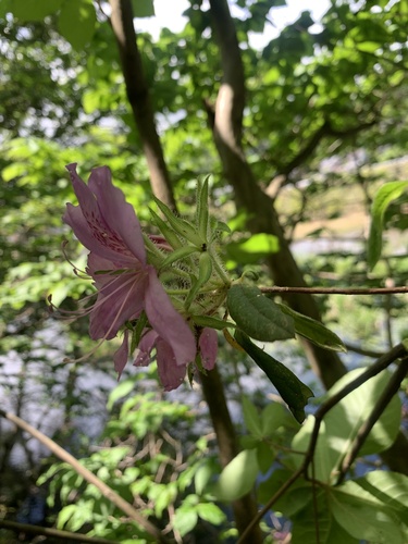 Rhododendron stenopetalum, photograph 6