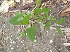 Liriomyza chenopodii