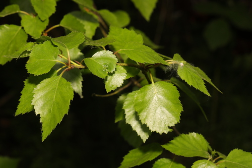 Betula × aurata, photograph 6