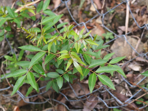 Image of Tetradium Glabrifolium (Tetradium glabrifolium) by no rights reserved