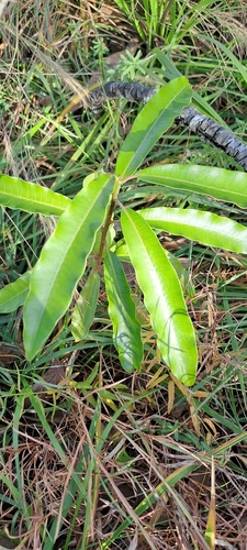 Image of Protorhus longifolia by (c) Mmatjie Mashao, some rights reserved (CC BY-SA)