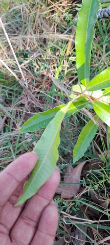Image of Protorhus longifolia by (c) Mmatjie Mashao, some rights reserved (CC BY-SA)