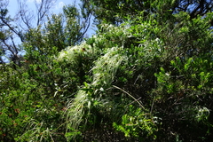 Clematis decipiens