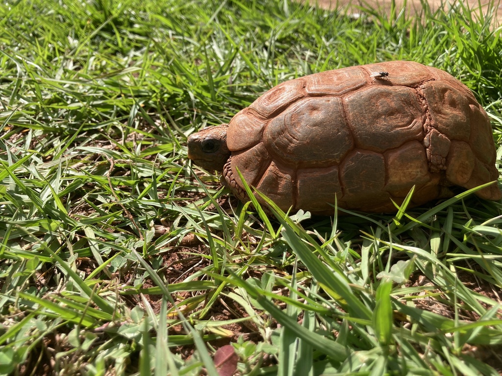 Hinged Tortoises from Langata Road, Nairobi, Nairobi, KE on May 6, 2023 ...