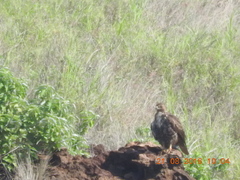 Buteo jamaicensis socorroensis