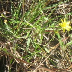 Solidagininae