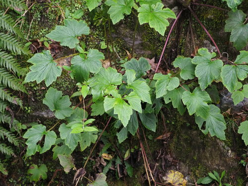 Image of Eriocapitella vitifolia by no rights reserved