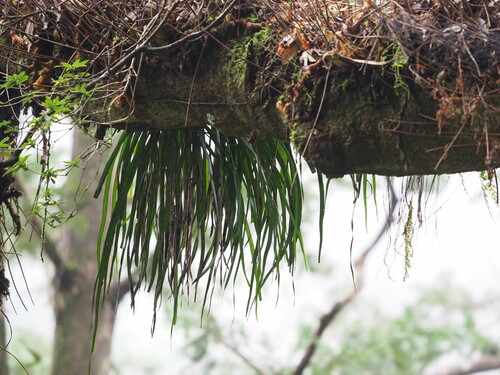 Image of Haplopteris elongata by no rights reserved