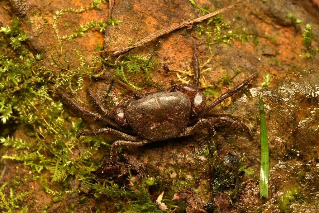 Geothelphusa eurysoma