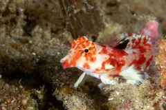 Starry Dragonet photo 3