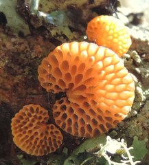 Favolaschia calocera