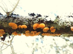 Favolaschia calocera