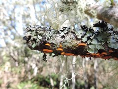 Favolaschia calocera