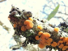 Favolaschia calocera