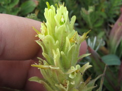Castilleja pulchella